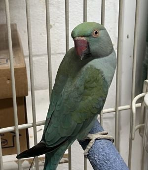 Berry, Adult Male unknown