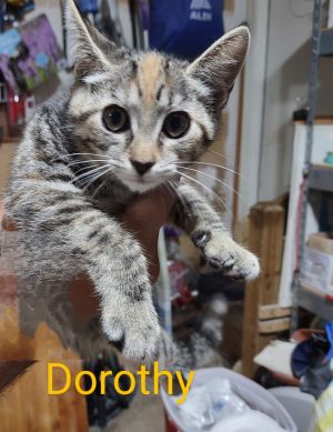 Dorothy, Baby Female unknown