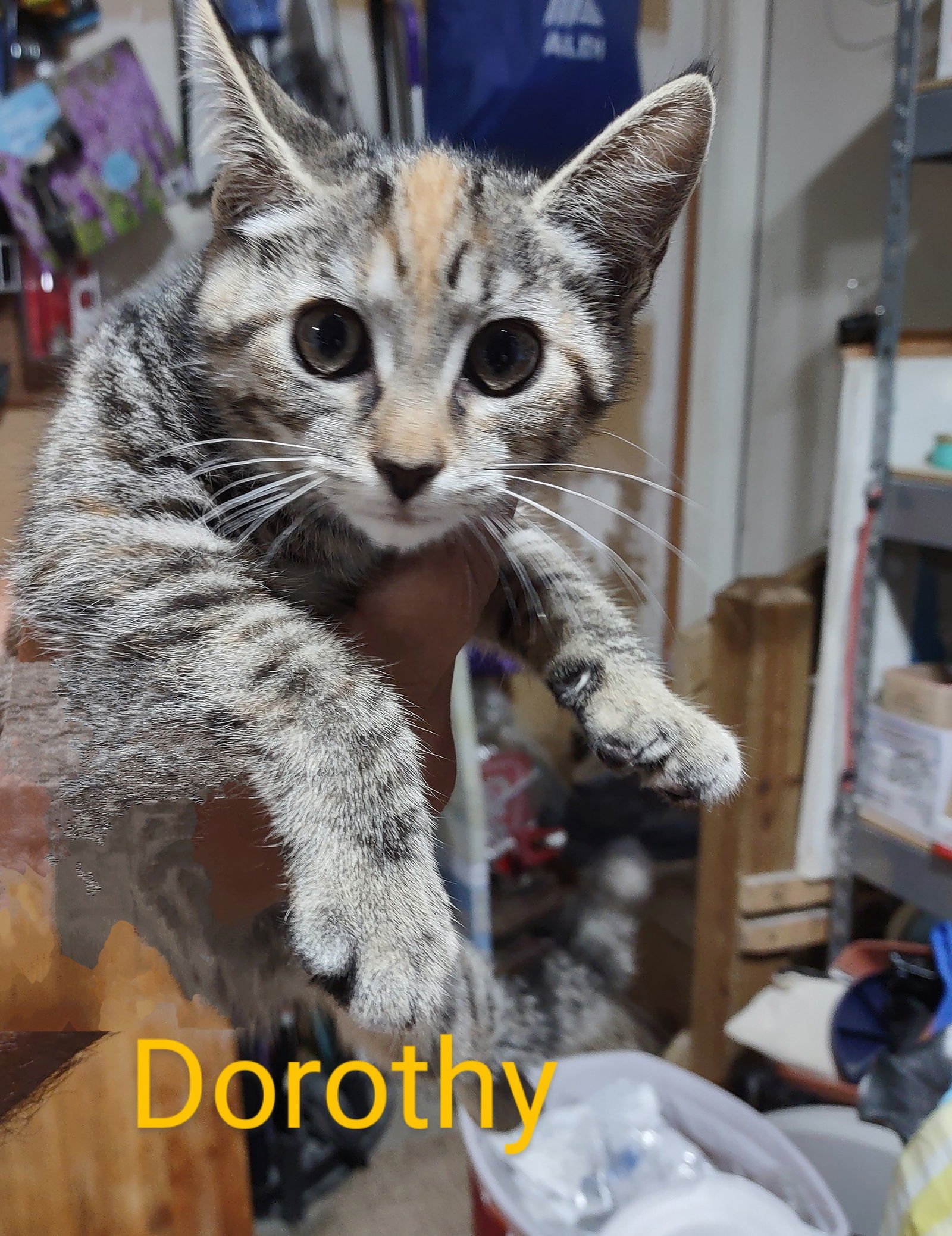 Dorothy