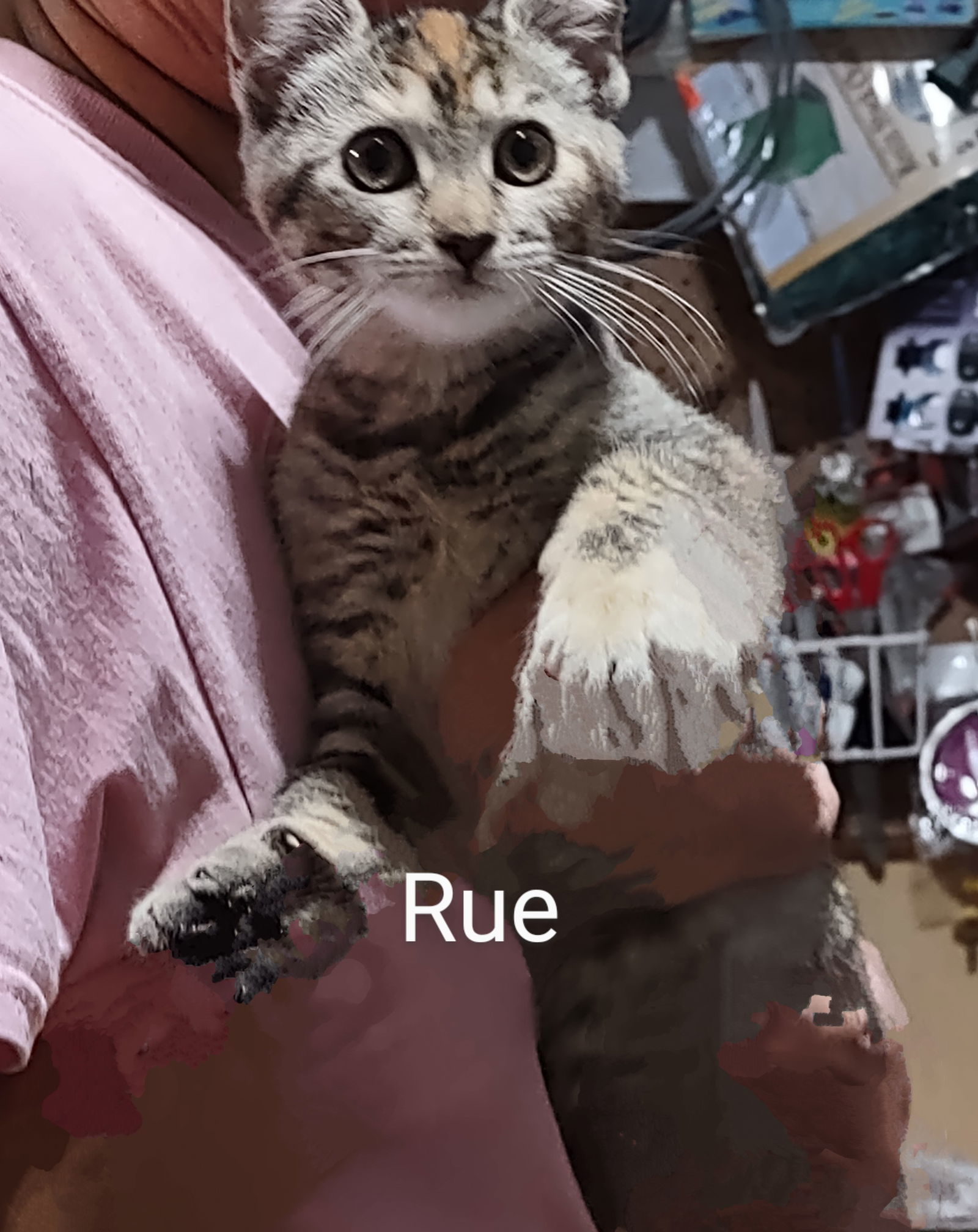 Rue