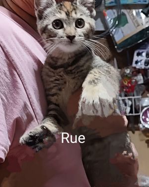 Rue, Baby Female unknown
