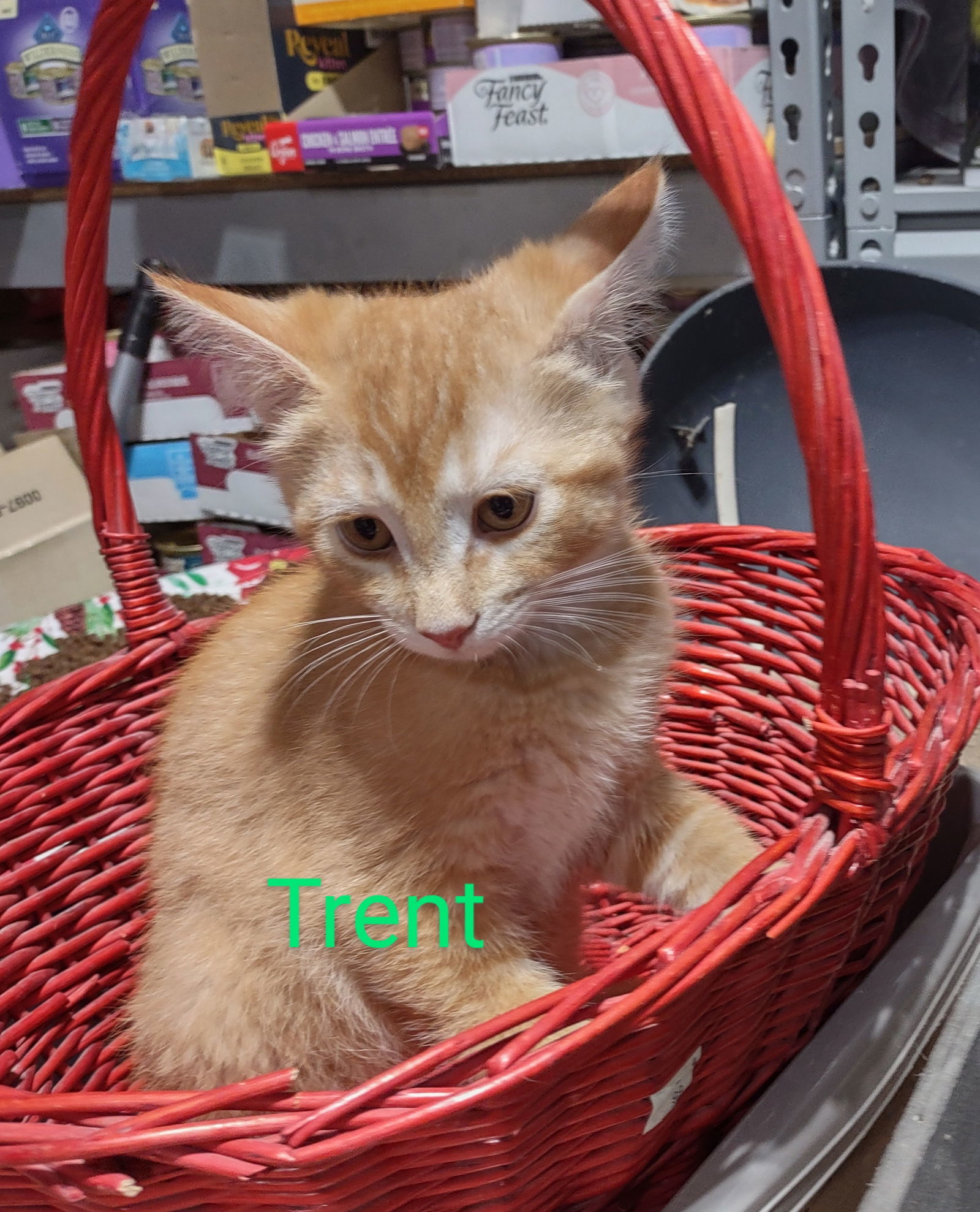 Trent