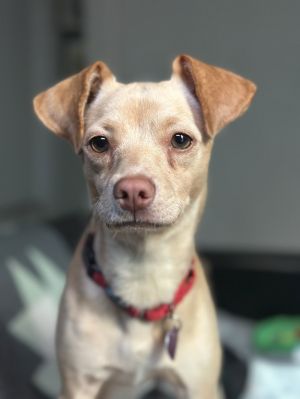 Paizley #1, Young Female Chihuahua