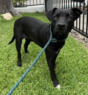 Huck Pit Bull Terrier Dog