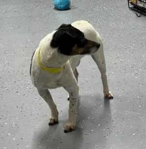 Autumn, Young Male Rat Terrier