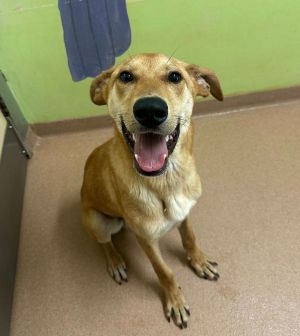 Bourbon, Young Male German Shepherd Dog