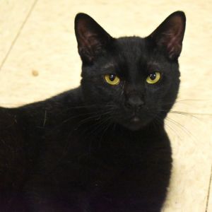 Diego, Young Male unknown