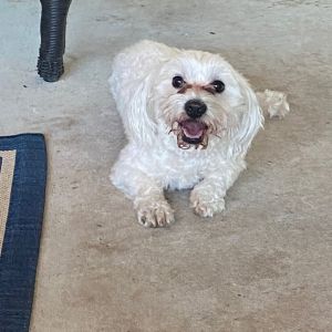 Milo, Adult Male Maltese