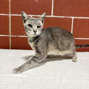 Peachy, Adult Female Domestic Short Hair