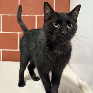 (SP) Boo, Adult Male Domestic Short Hair