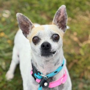 Hi there My name is Fawn and Im at the Santa Maria Campus Im an 8 year old female Chihuahua