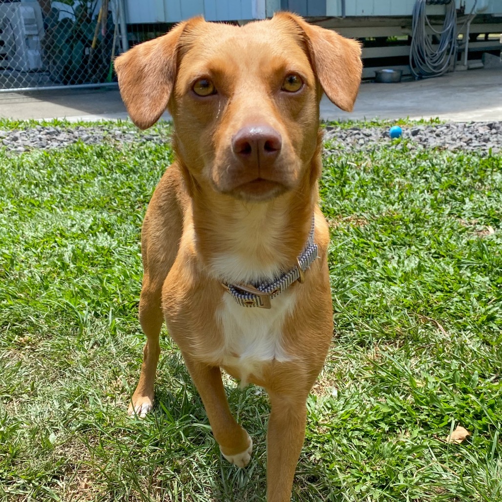Blossom COH-A-63008, an adoptable Miniature Pinscher, Mixed Breed in Keaau, HI, 96749 | Photo Image 1