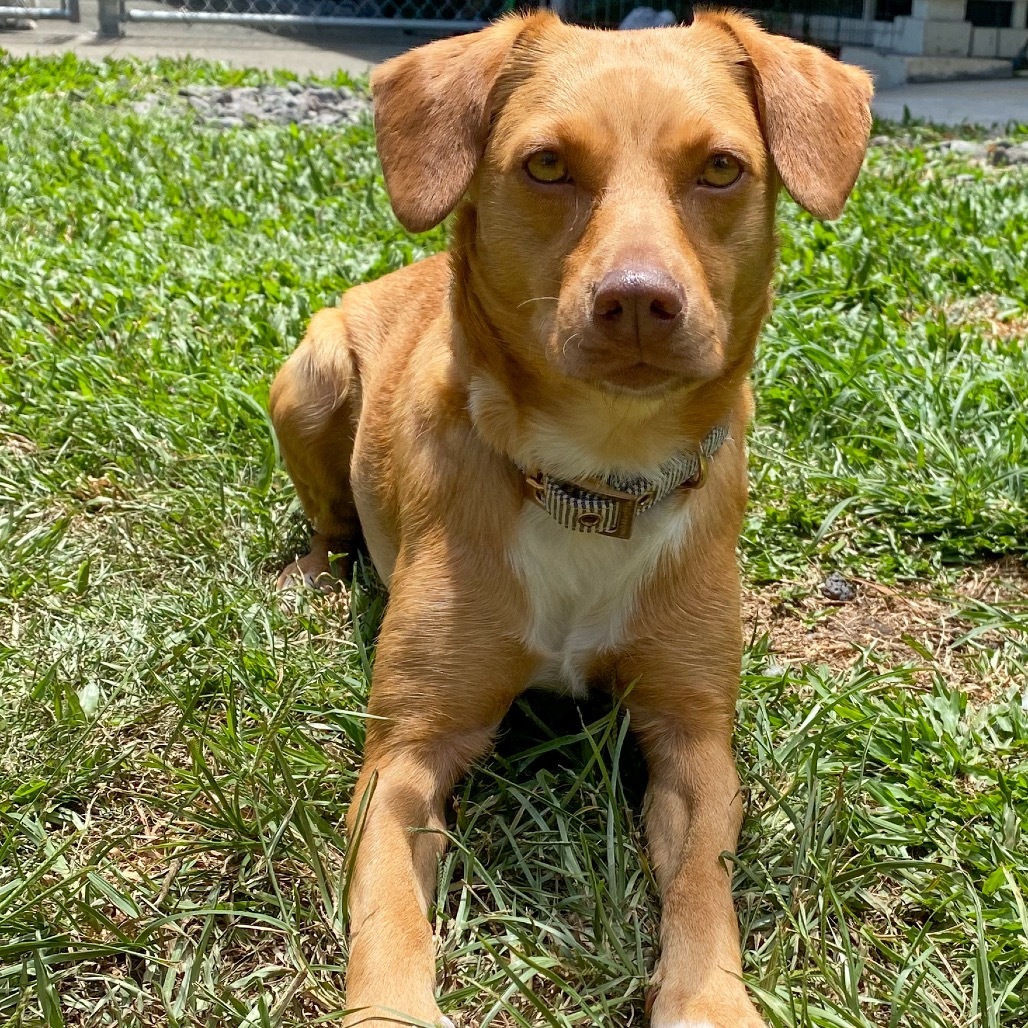 Blossom COH-A-63008, an adoptable Miniature Pinscher, Mixed Breed in Keaau, HI, 96749 | Photo Image 3
