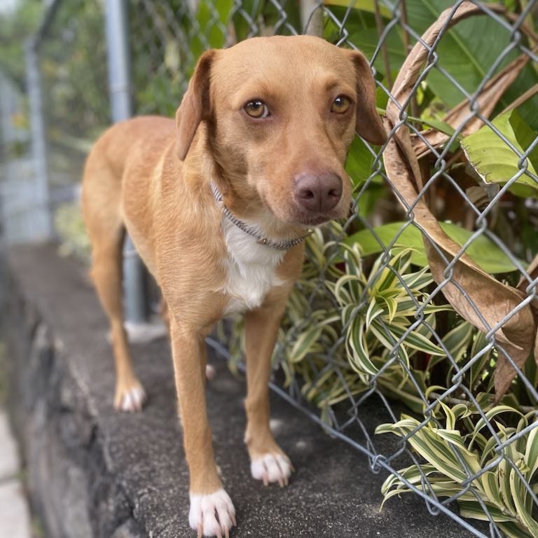Blossom COH-A-63008, an adoptable Miniature Pinscher, Mixed Breed in Keaau, HI, 96749 | Photo Image 4