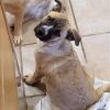 Gizmo photo 1