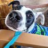 Pongo photo 1
