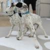 Pongo photo 2