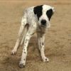 Pongo photo 3