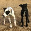 Pongo photo 4