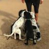 Pongo photo 5