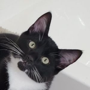 Clyde, Adult Male Domestic Short Hair