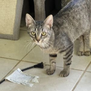 Tini, Young Male Domestic Short Hair