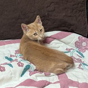 Topaz, Baby Female Domestic Short Hair