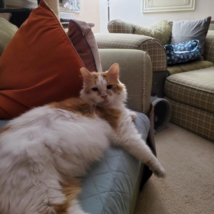 Peaches
