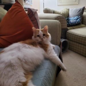 Peaches, Adult Male unknown