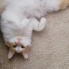 Peaches photo 2