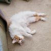 Peaches photo 3