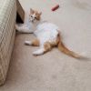 Peaches photo 5