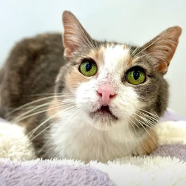 Tiki FKA Gretchen, Senior Female Domestic Short Hair