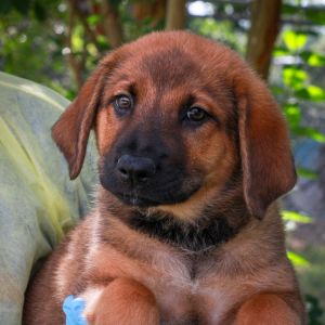 Lateral Movement, Baby Female German Shepherd Dog