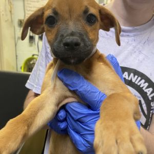Songbird, Baby Female Black Mouth Cur