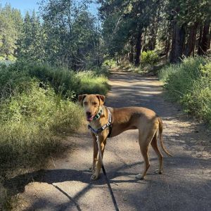 Regina, Adult Female Vizsla