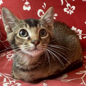 Spike, Baby Male Domestic Short Hair