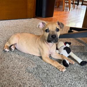 Riley, Baby Female American Staffordshire Terrier