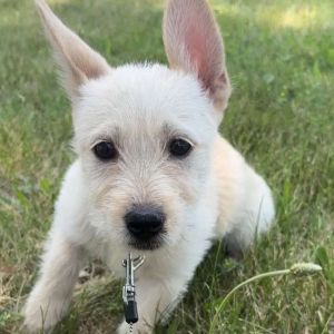 Opal, Baby Female Terrier