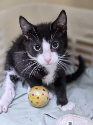 A Connor- Petsmart West thumbnail 1