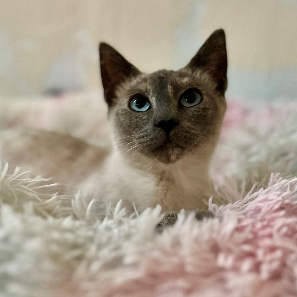 Jayco, an adoptable Domestic Short Hair, Siamese in Coos Bay, OR, 97420 | Photo Image 1