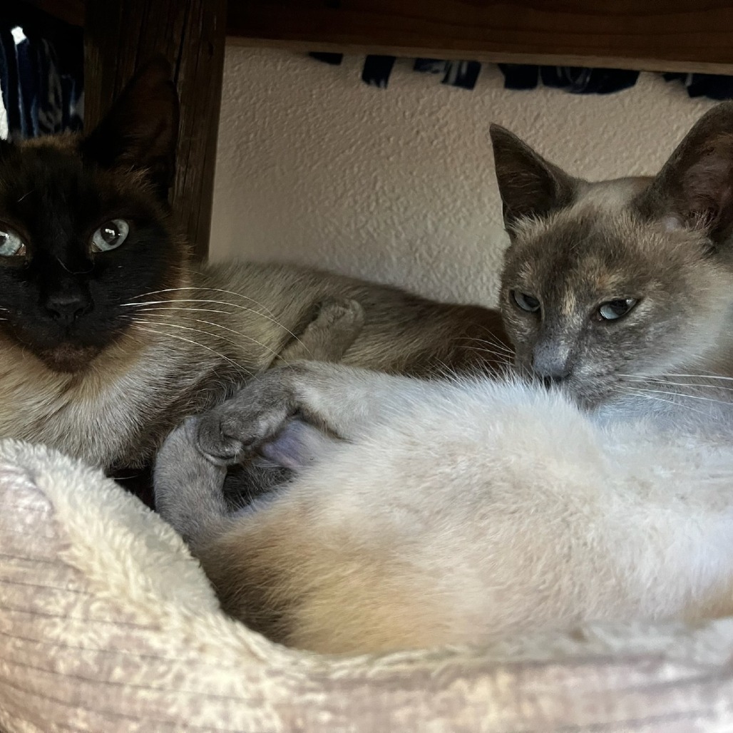 Jayco, an adoptable Domestic Short Hair, Siamese in Coos Bay, OR, 97420 | Photo Image 2