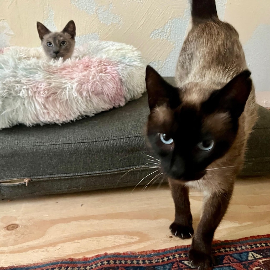 Jayco, an adoptable Domestic Short Hair, Siamese in Coos Bay, OR, 97420 | Photo Image 4