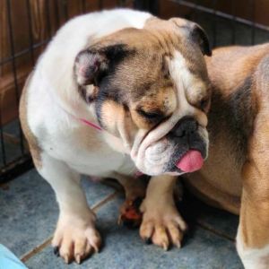 Jana, Adult Female English Bulldog