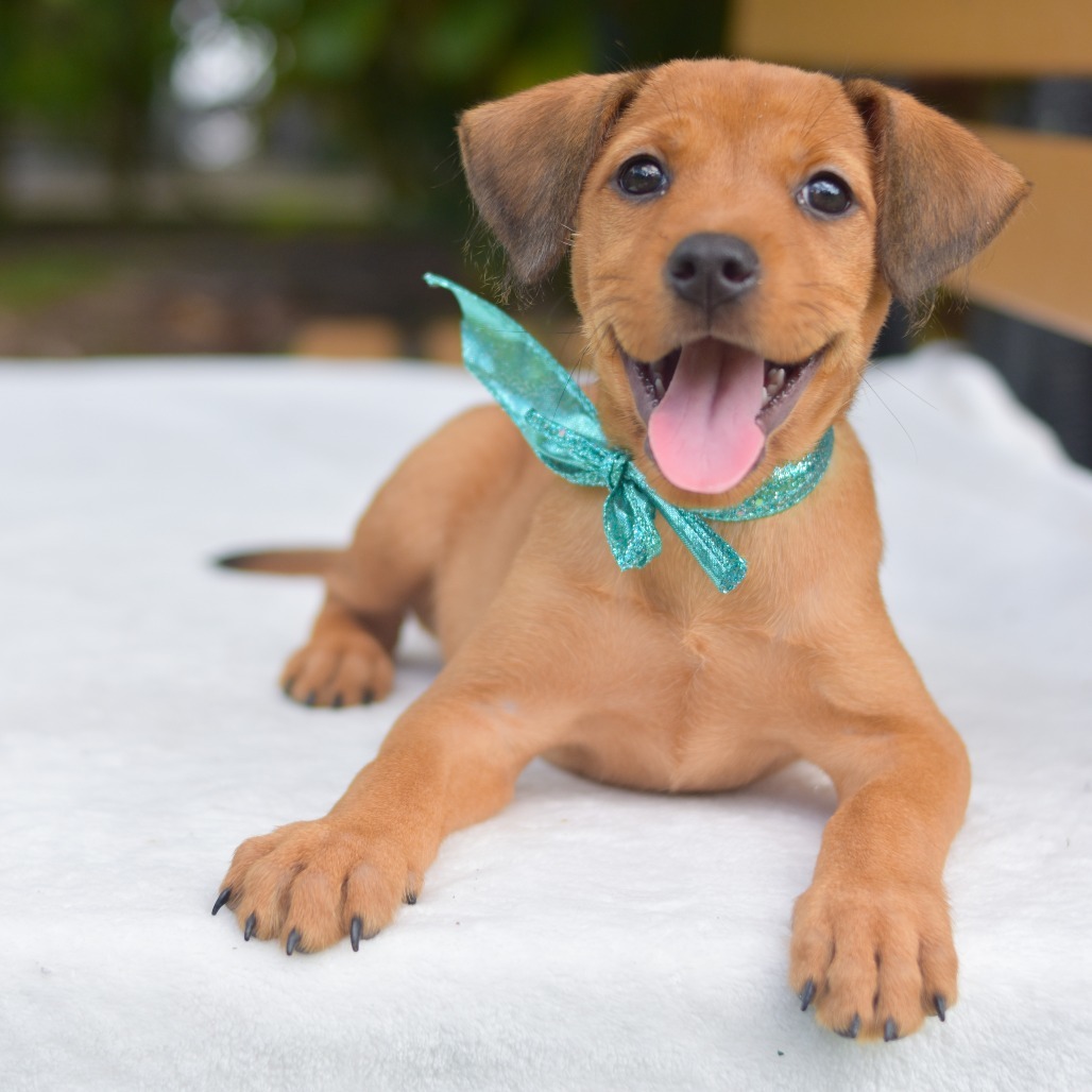 Sparkle, an adoptable Mixed Breed in Kailua Kona, HI, 96740 | Photo Image 1