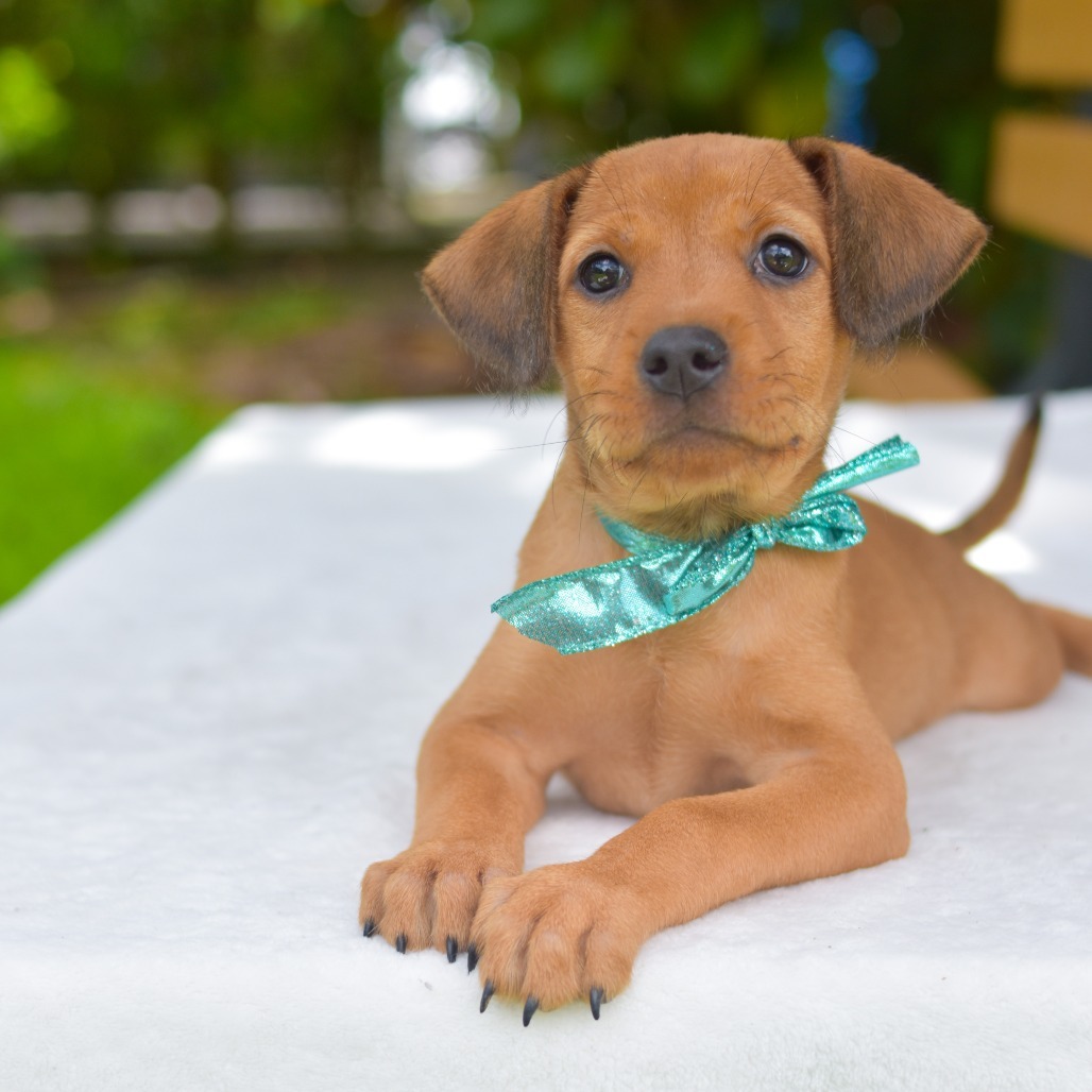 Sparkle, an adoptable Mixed Breed in Kailua Kona, HI, 96740 | Photo Image 2