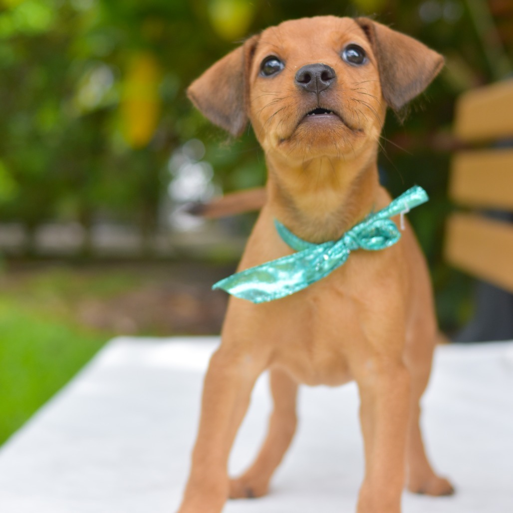 Sparkle, an adoptable Mixed Breed in Kailua Kona, HI, 96740 | Photo Image 3