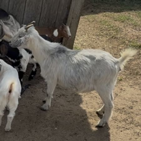Bahama Mama, Adult Female Goat