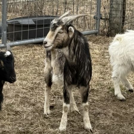 Mykonos, Adult Male Goat