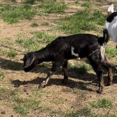 Carribean, Baby Female Goat